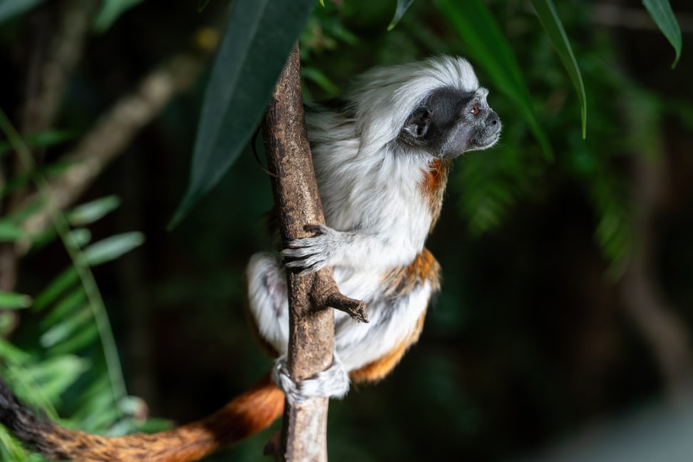 Lisztaffe im Zoo Zürich.