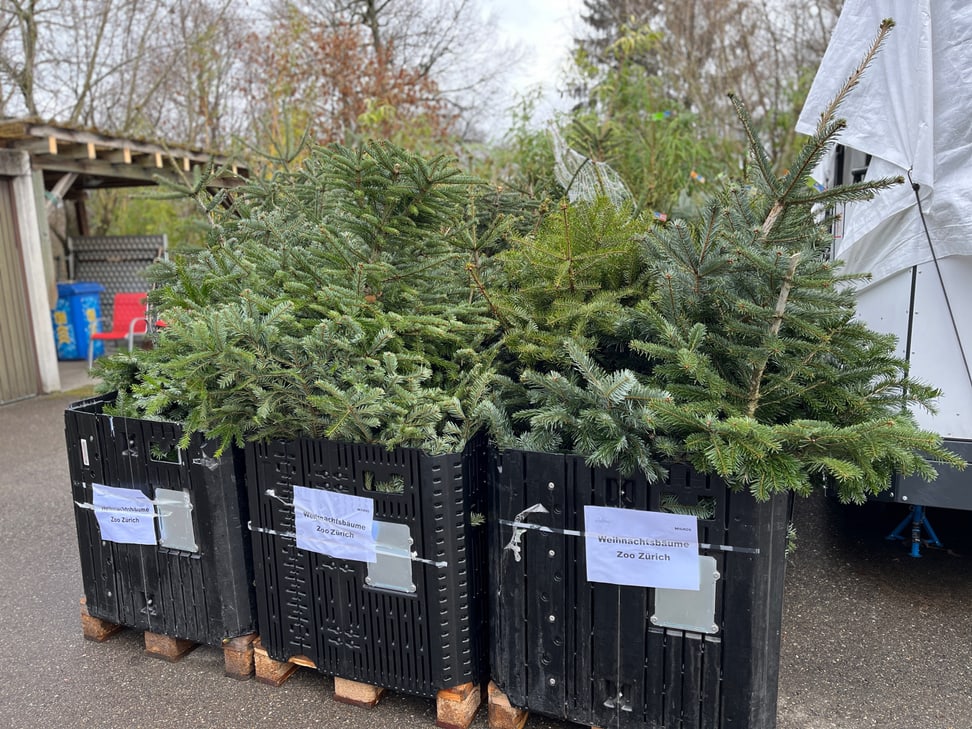 Die unverkauften Christbäume der Läden bereit für die Tiere im Zoo. 