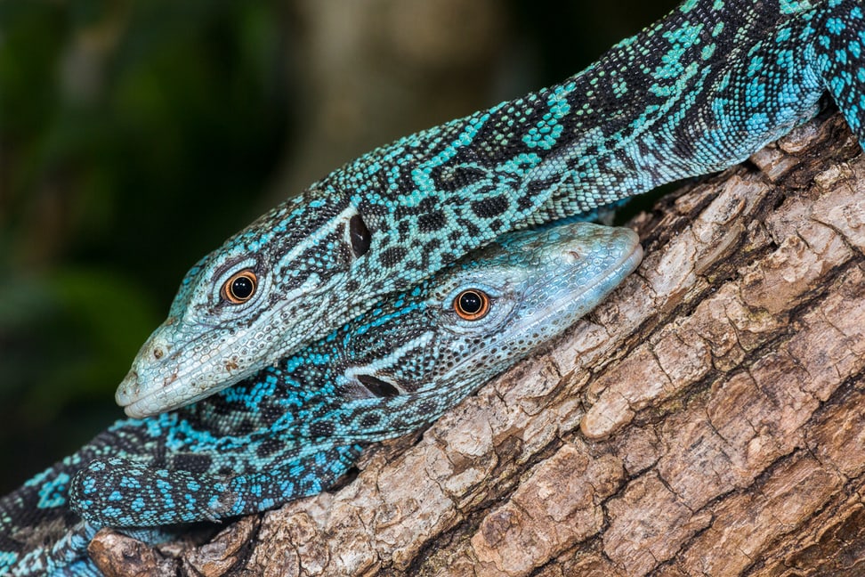 Zwei junge Blaue Baumwarane im Zoo Zürich.