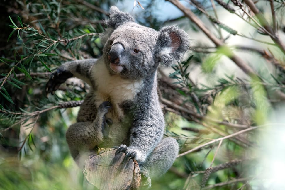 Koala Uki in seinem neuen Pflanzenparadies. 