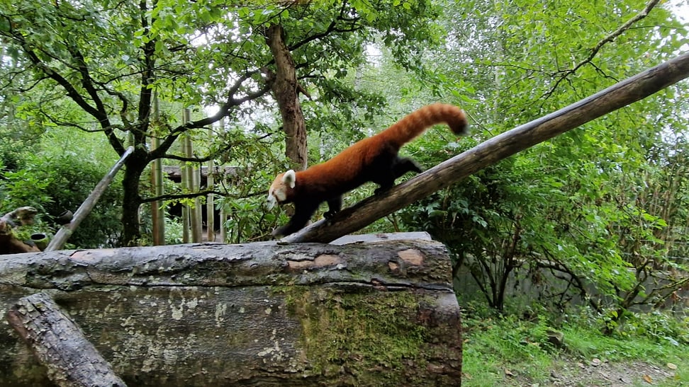 Kleiner Panda auf Endeckungstour. 