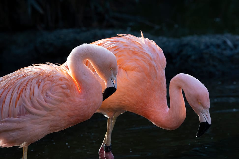 Chileflamingo im Zoo Zürich