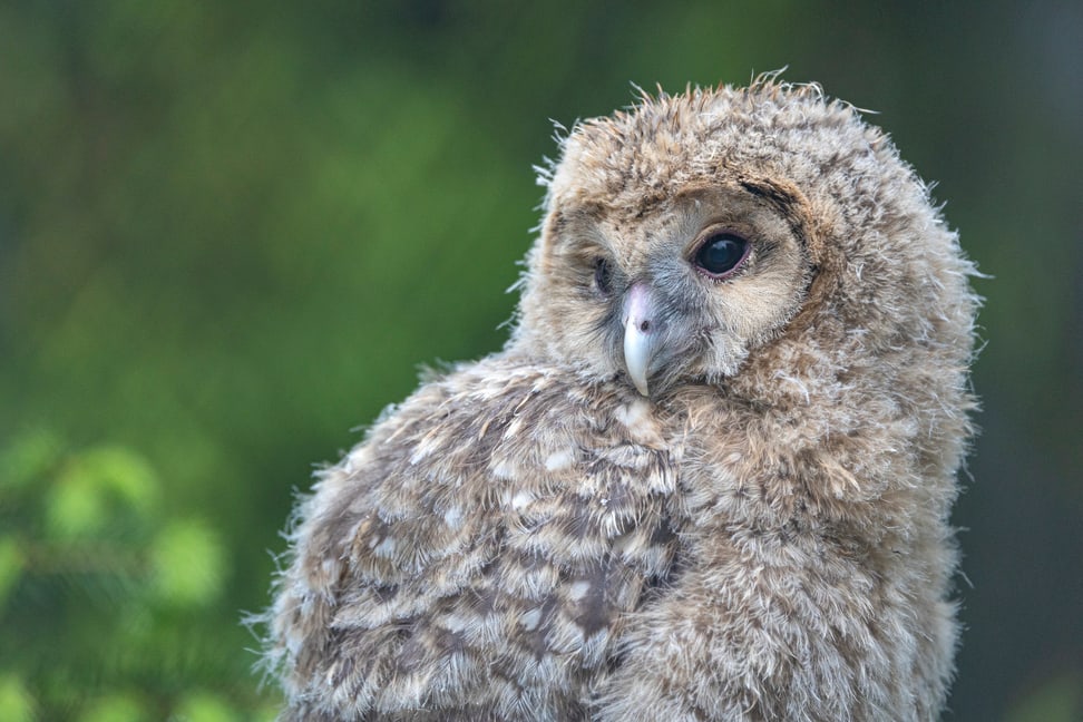 Junger Habichtskauz im Zoo Zürich.