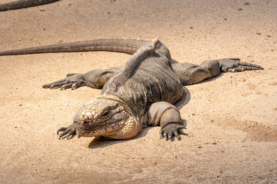 Exuma-Wirtelschwanzleguan in voller Länge. 