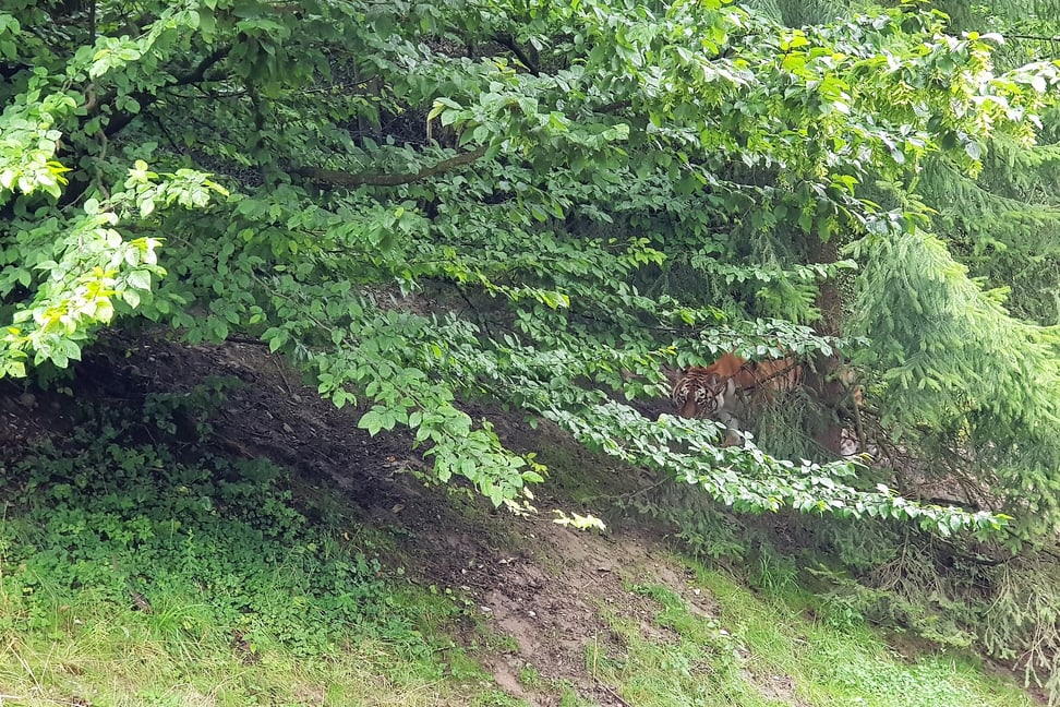 Amurtigerin Irina im Zoo Zürich.