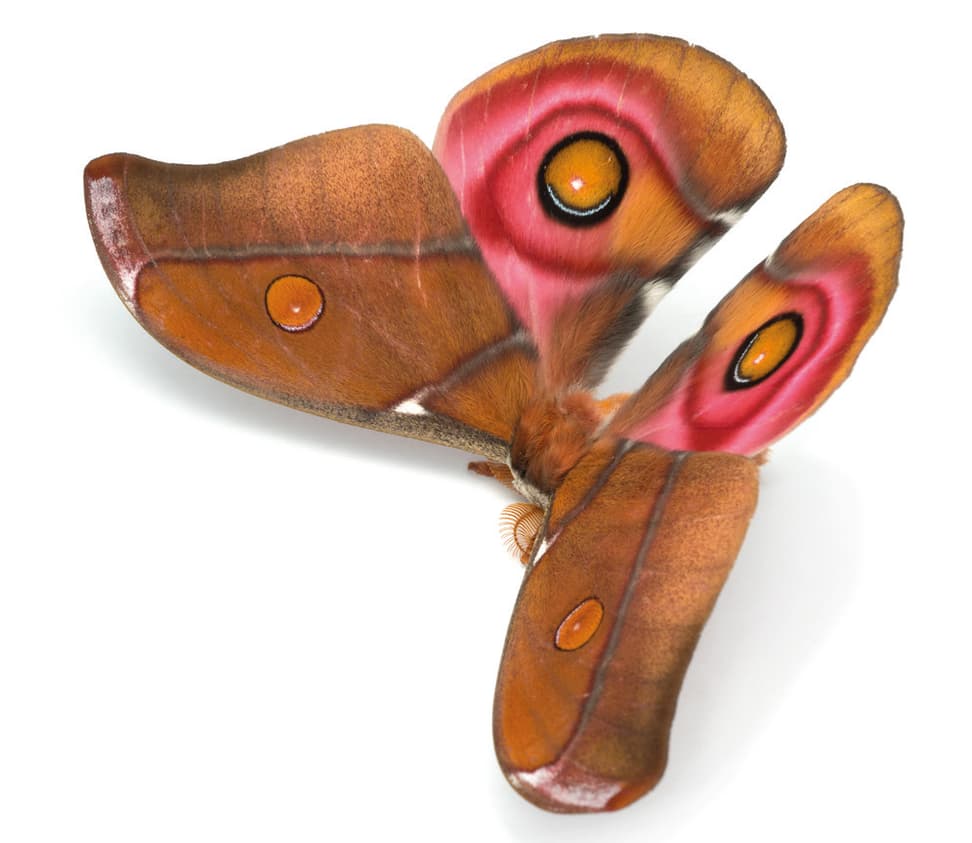 Nachtfalter Antherina suraka (Boisduval, 1833) aus dem Buch «Magic Eyes of Madagascar» von Armin Dett.