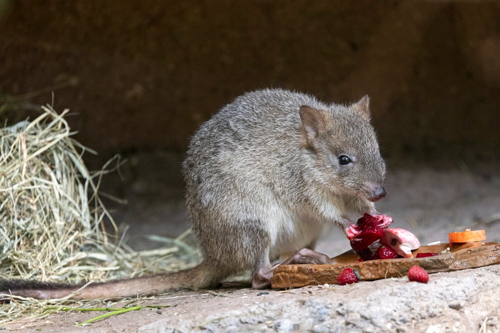 Bürstenschwanz-Rattenkänguru in der Australienanlage des Zoo Zürich.