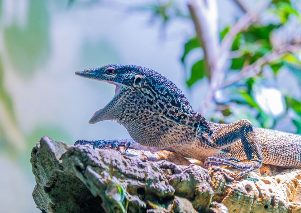 Blauer Baumwaran im Zoo Zürich.