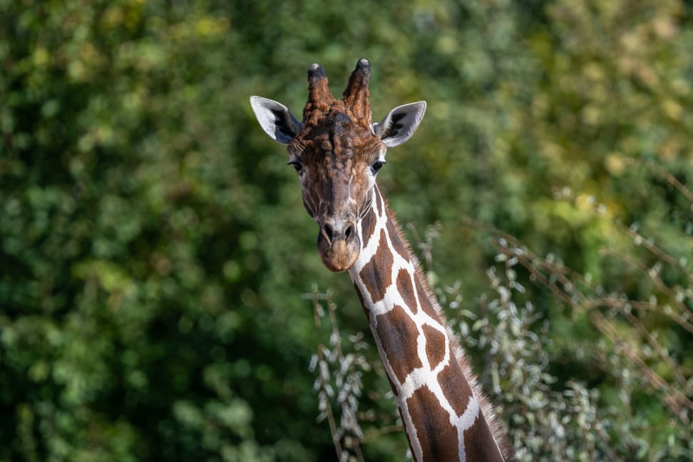 Netzgiraffenbulle Obi in der Lewa Savanne des Zoo Zürich.