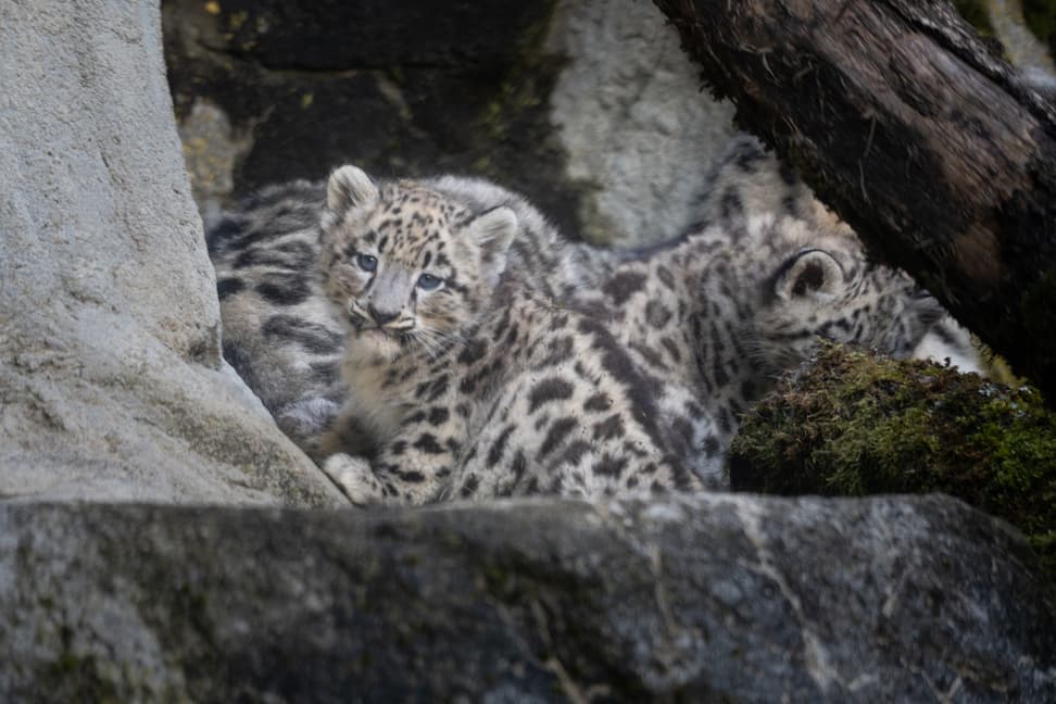 Junger Schneeleopard im Zoo Zürich.
