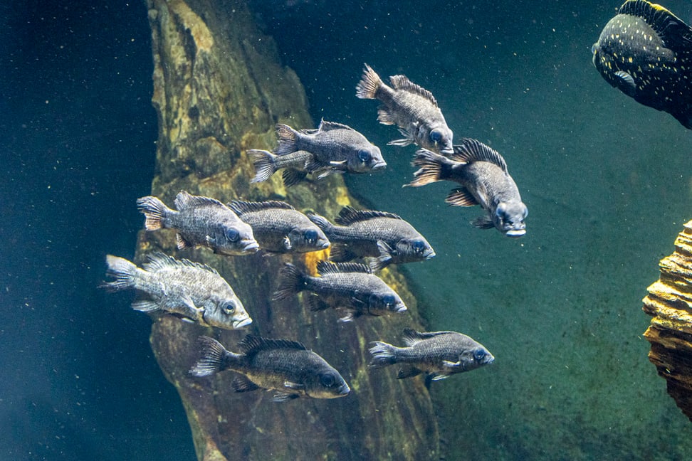 Mangarahara-Buntbarsche im Zoo Zürich.