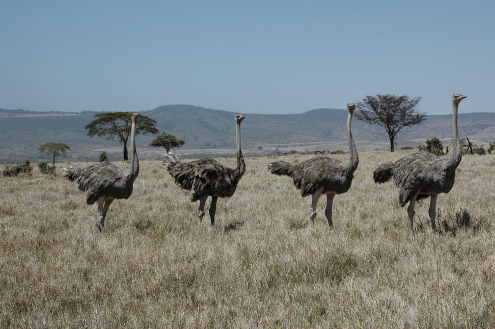 Vogel Strausse im Lewa Wildlife Conservancy in Kenia.