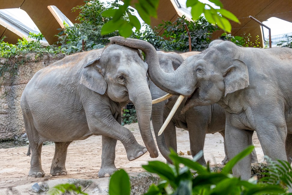 Asiatische Elefanten Ceyla-Himali und Thai im Zoo Zürich.