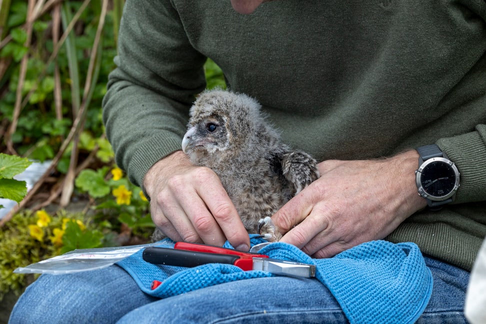 Ein junger Habichtskauz wird beringt im Zoo Zürich.