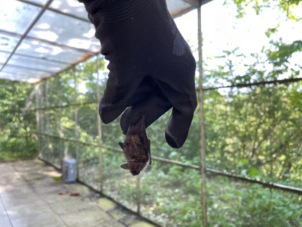 Fledermaus in der Voliere fürs Flugtraining.