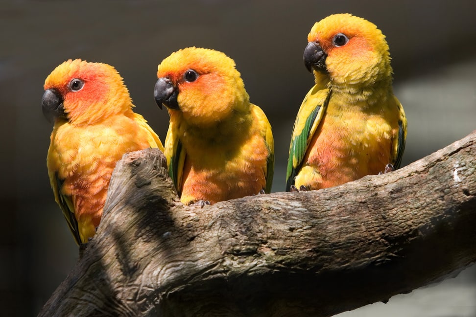 Sonnensittiche im Zoo Zürich