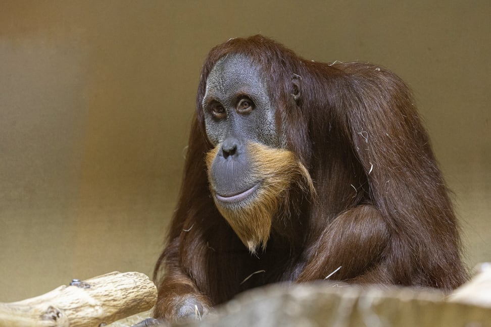 Orang-Utan-Männchen Awang im Zoo Zürich.
