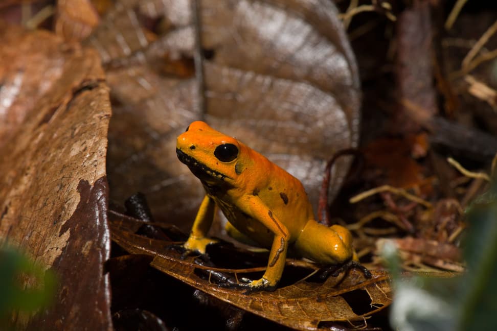 Goldener Pfeilgiftfrosch.