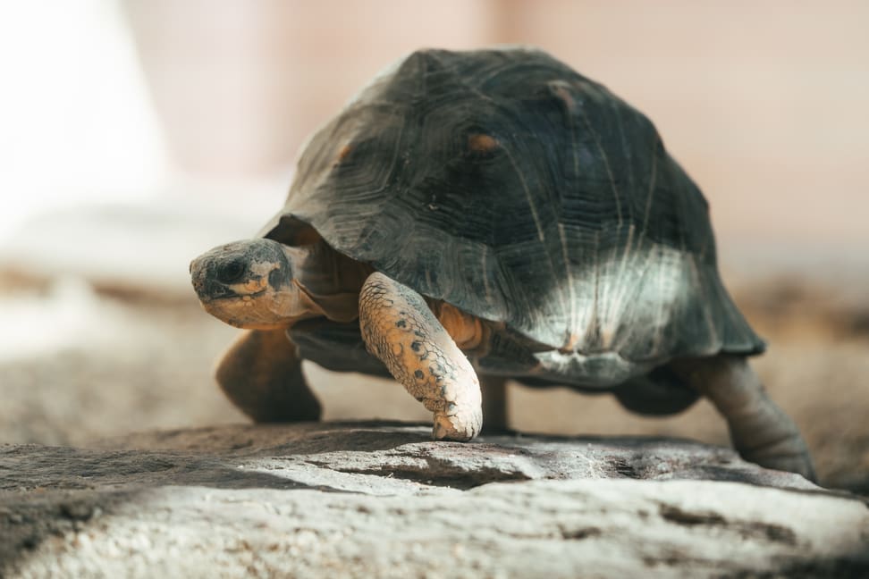 Strahlenschildkröte im Zoo Zürich.