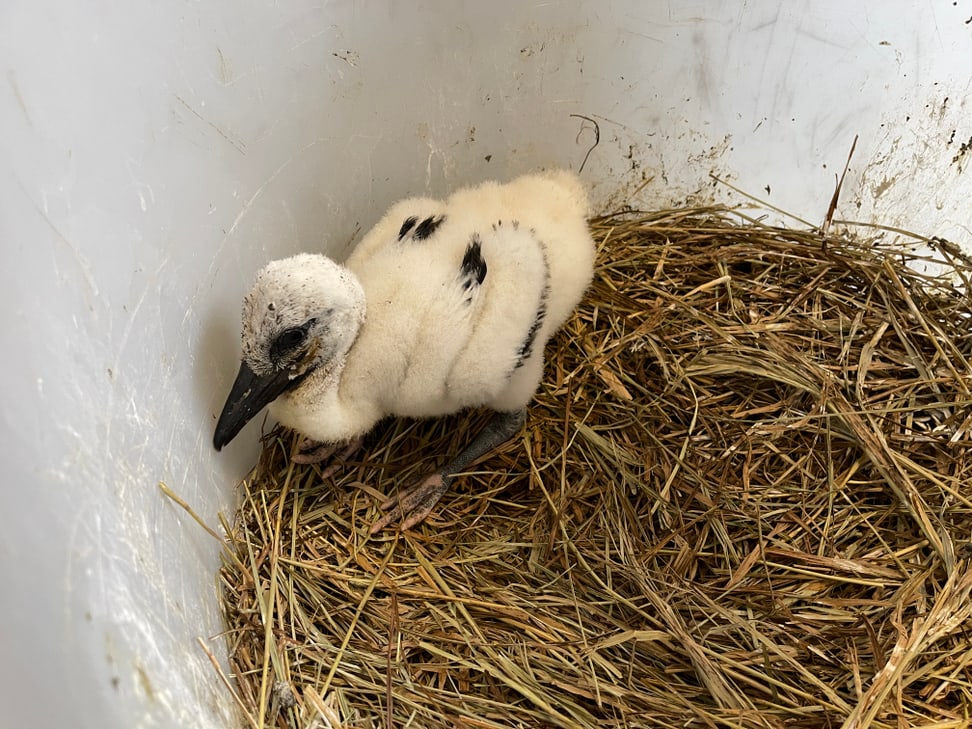Stochen-Küken nach seiner Rettung in der Vogelaufzucht des Zoo Zürich.