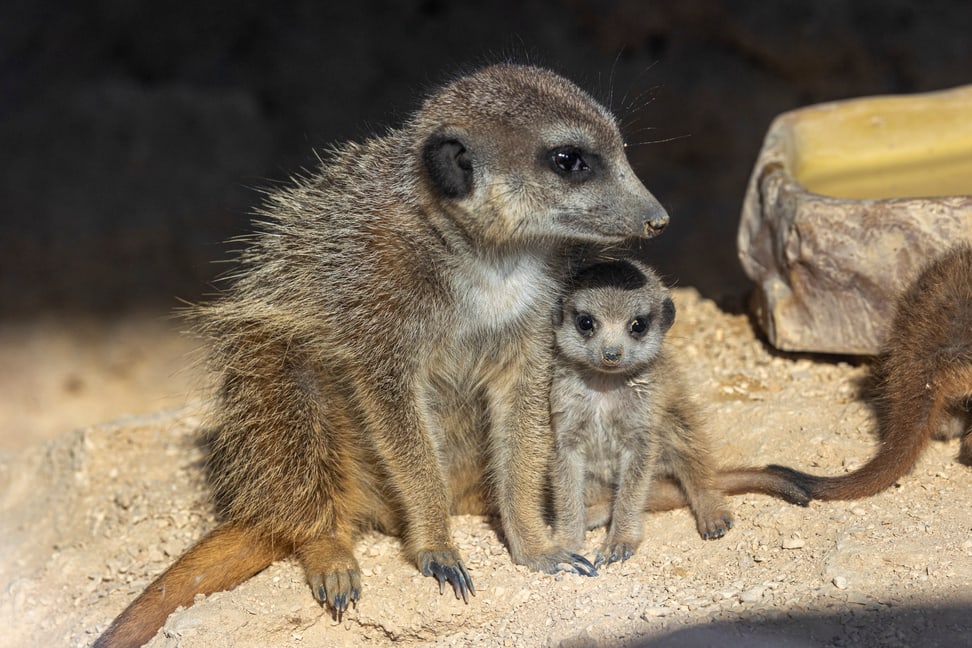 Erdmännchen-Nachwuchs im Zoo Zürich. 