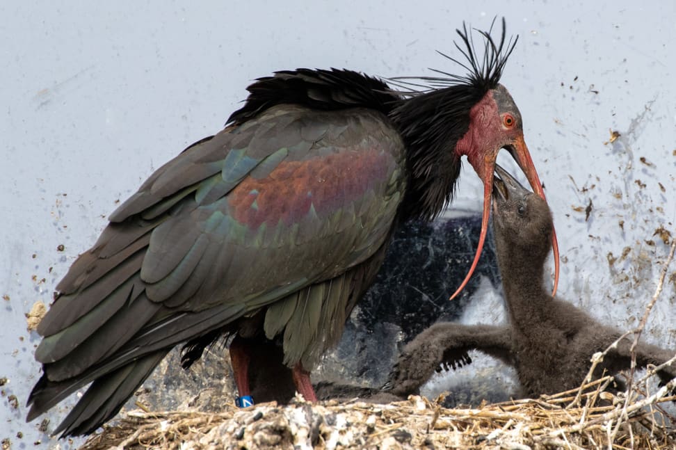 Waldrapp füttert Jungtier