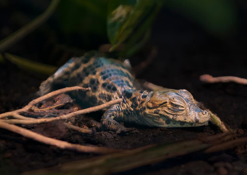 Junger Breitschnauzenkaiman im Zoo Zürich.