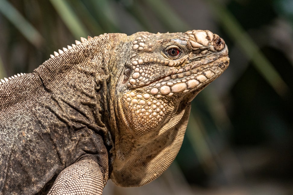 Exuma-Wirtelschwanzleguan im Australienhaus. 