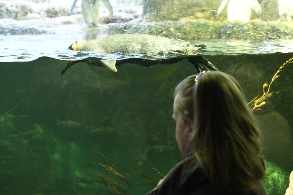 Frau schaut Pinguinen beim Schwimmen zu.
