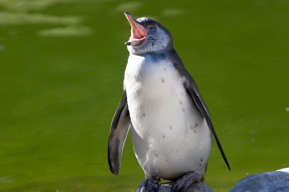 Humboldtpinguin im Zoo Zürich.