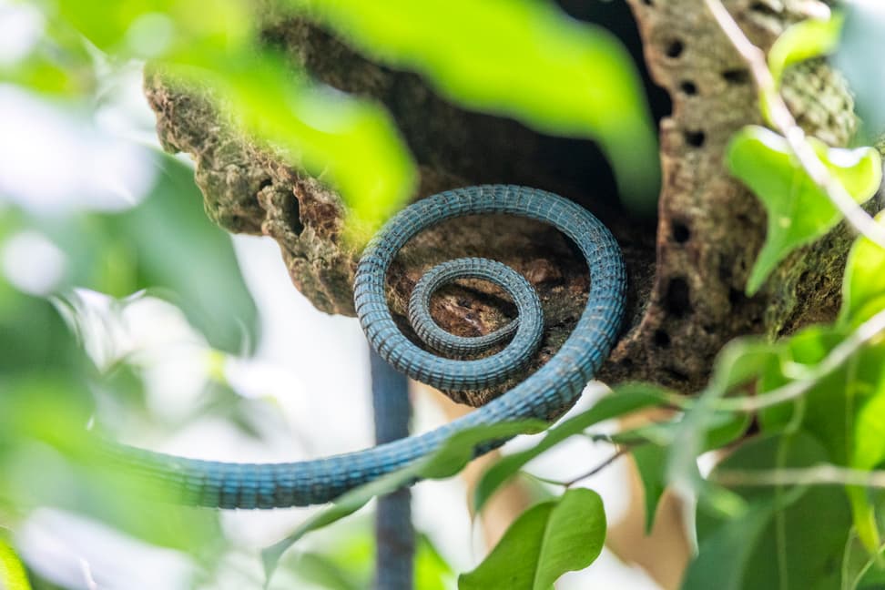 Schwanz eines Blauen Baumwarans im Zoo Zürich.