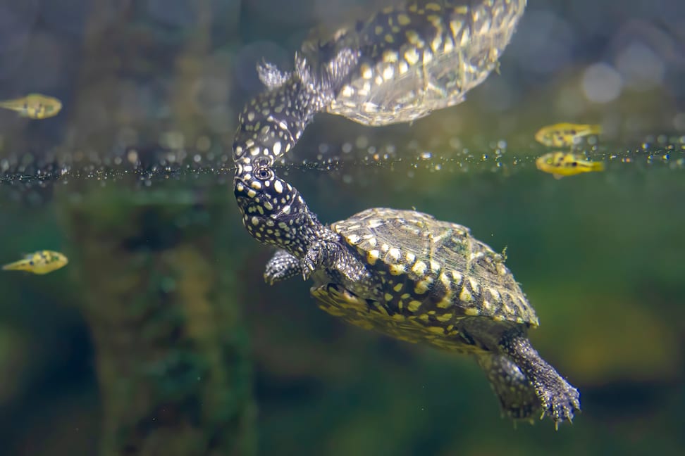 Strahlen-Dreikielschildkröte im Zoo Zürich. 