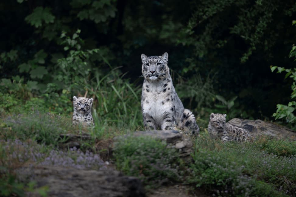 Schneeleopard mit Jungtieren im Zoo Zürich.