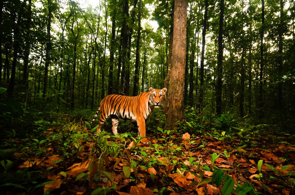 Eine Aufnahme einer Kamerafalle von einem Tiger im Schutzgebiet Wester Forest Complex (WEFCOM) in Thailand.