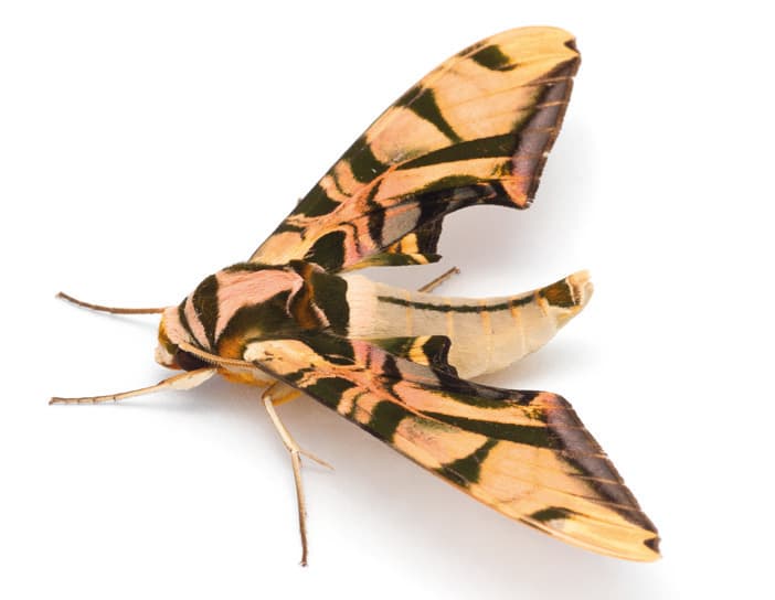Nachtfalter Batocnema coquerelii (Boisduval, 1875) aus dem Buch «Magic Eyes of Madagascar» von Armin Dett.