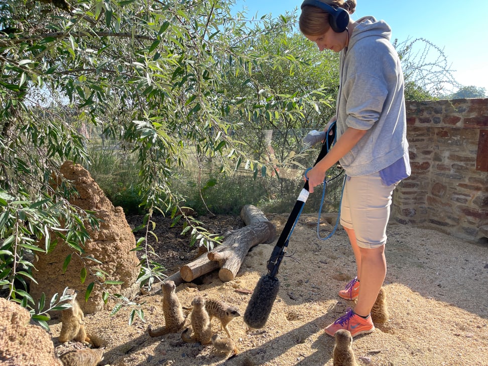 Masterstudentin Anja Diefenbacher untersucht die Entwicklung des Rufrepertoires bei jungen Erdmännchen.