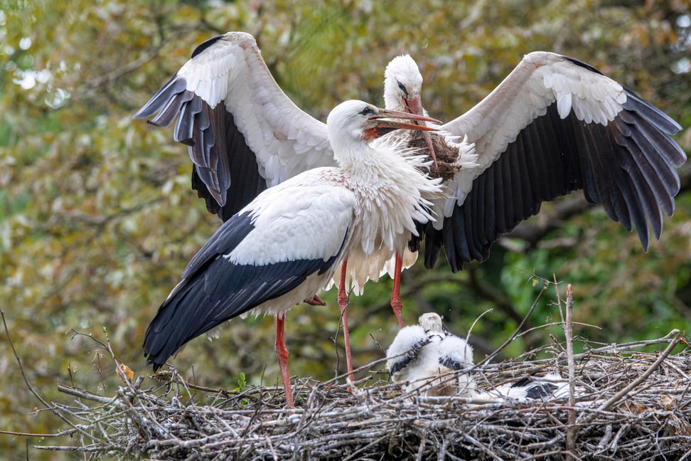 Storcheneltern versorgen ihre Jungtiere im Zoo Zürich. 