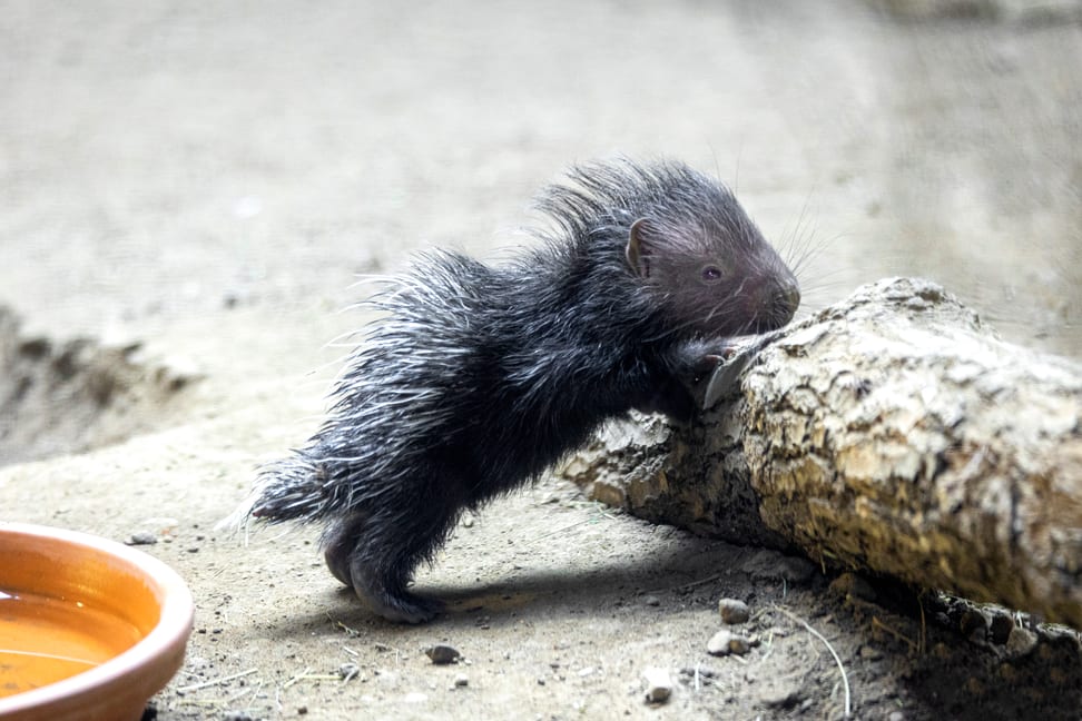 Stachelschwein Jungtier im Zoo Zürich.