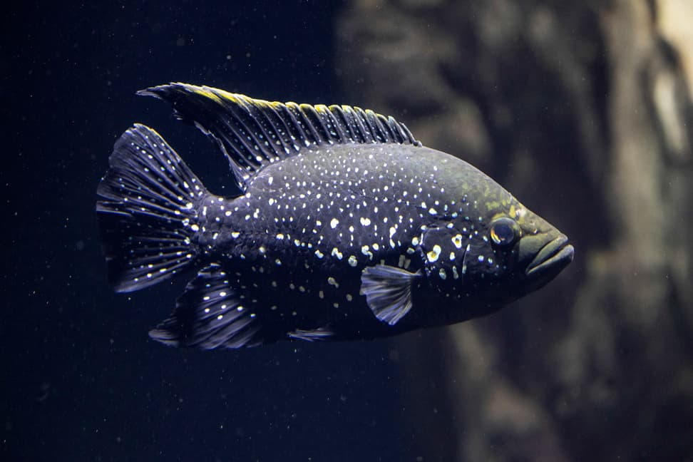 Marakeli-Buntbarsch im Zoo Zürich.