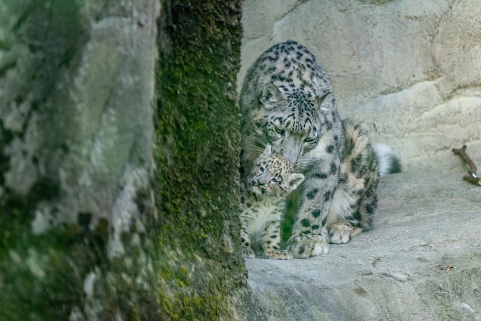Schneeleopard mit Jungtier im Zoo Zürich.