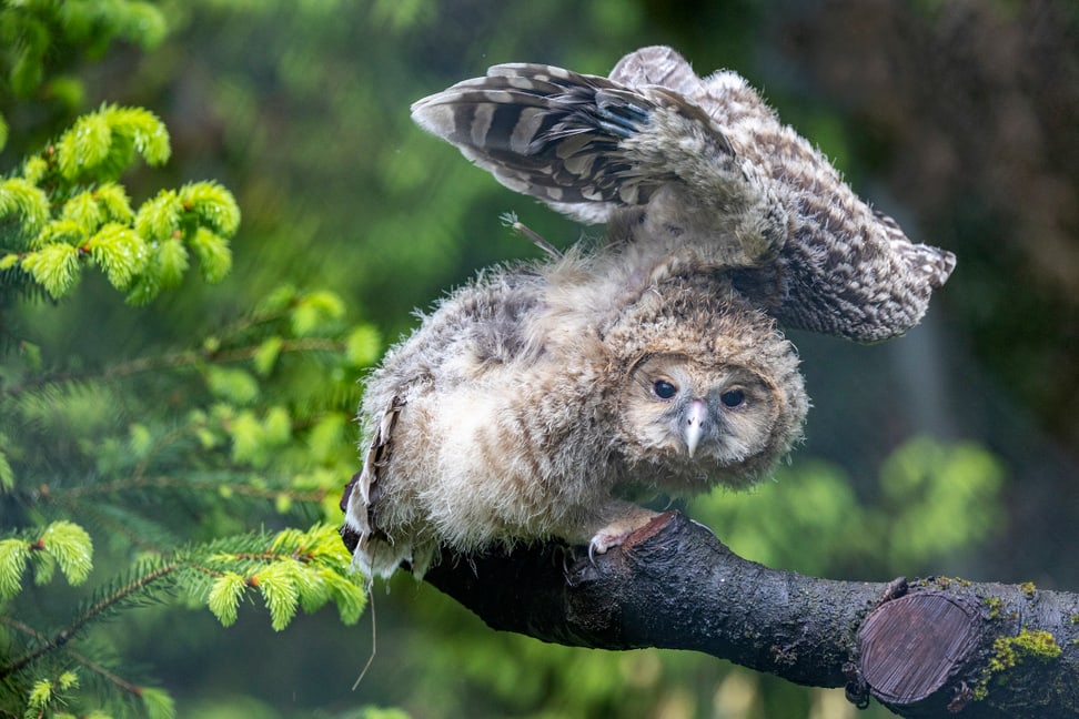 Junger Habichtskauz im Zoo Zürich.