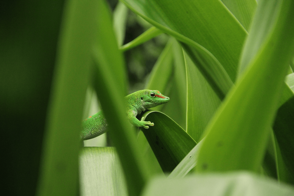 Grosser Madagaskar-Taggecko im Masoala Regenwald des Zoo Zürich.