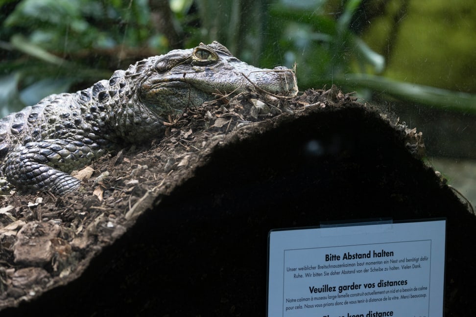 Breitschnauzenkaiman auf Bruthügel im Zoo Zürich.