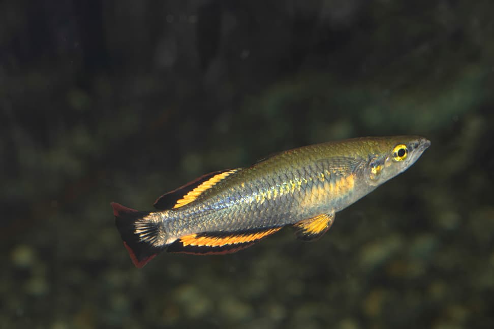 Ein Rotschwanz-Ährenfisch im Zoo Zürich.