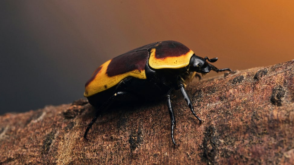Ein Kongo-Rosenkäfer im Insektenwald des Zoo Zürich.