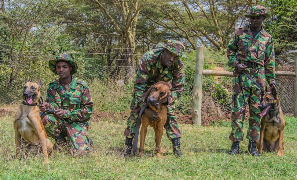 Tracker Dogs mit ihren Hundeführern im Lewa Wildlife Conservancy.