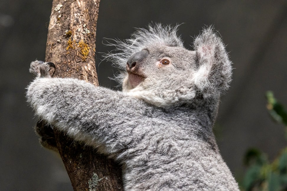 Koalaweibchen Téa im Australienhaus. 