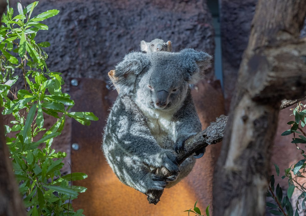 Koala Pippa mit Joey im Zoo Zürich.