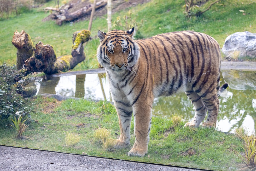 Amurtiger Akim im neuen Grosskatzen-Lebensraum Panthera im Zoo Zürich.