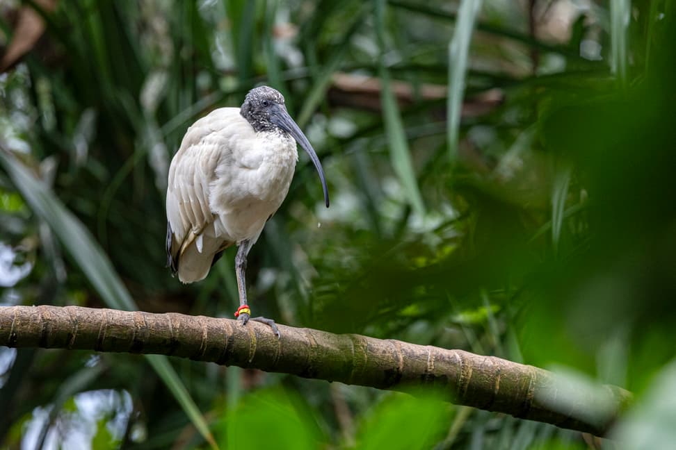 Hellaugenibis im Masoala Regenwald des Zoo Zürich.